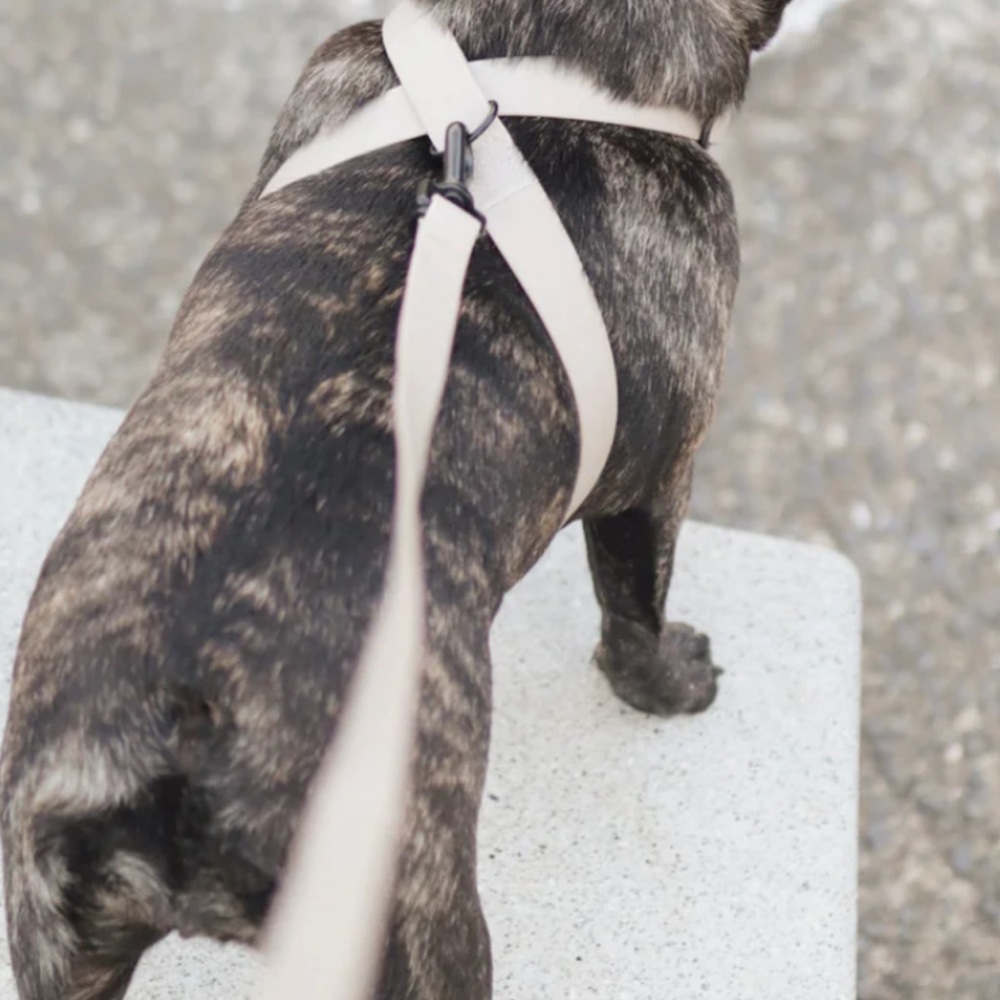 Lambwolf walking kit. Harness, collar, leash and hands free lead add on.